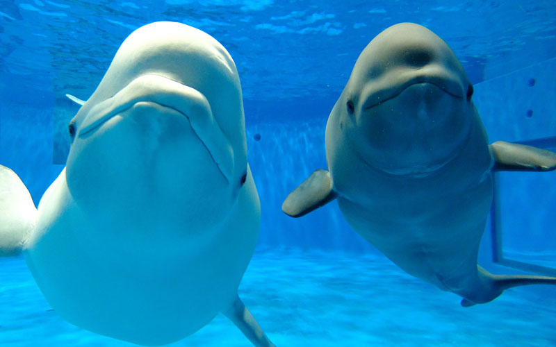 島根県 観光案内 Sl やまぐち 号